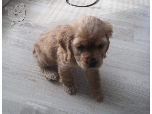 PoulaTo: English Cocker Spaniel